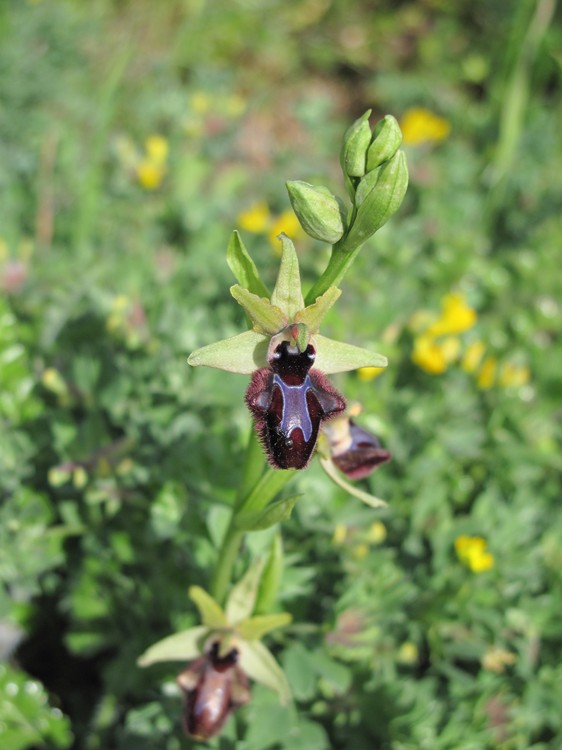 Ophrys incubacea