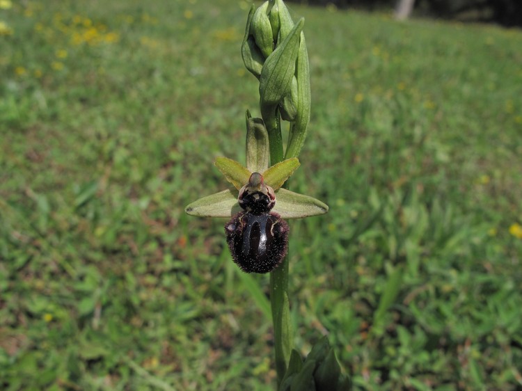Ophrys incubacea