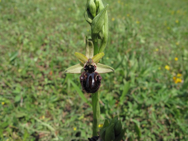 Ophrys incubacea