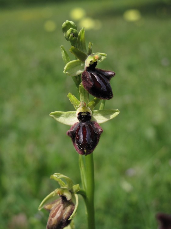 Ophrys incubacea