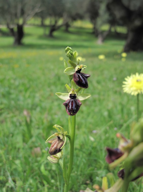 Ophrys incubacea