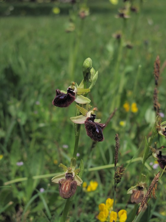 Ophrys incubacea
