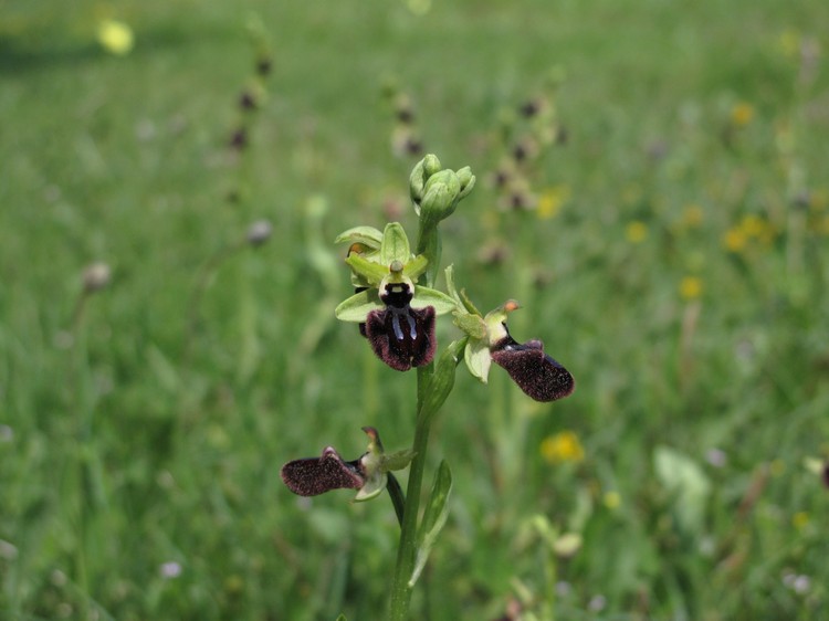 Ophrys incubacea
