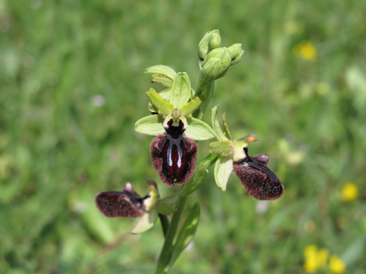 Ophrys incubacea