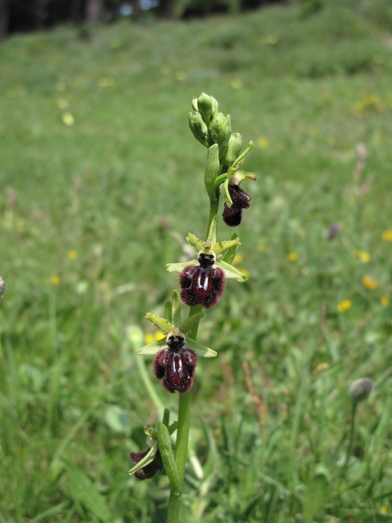 Ophrys incubacea