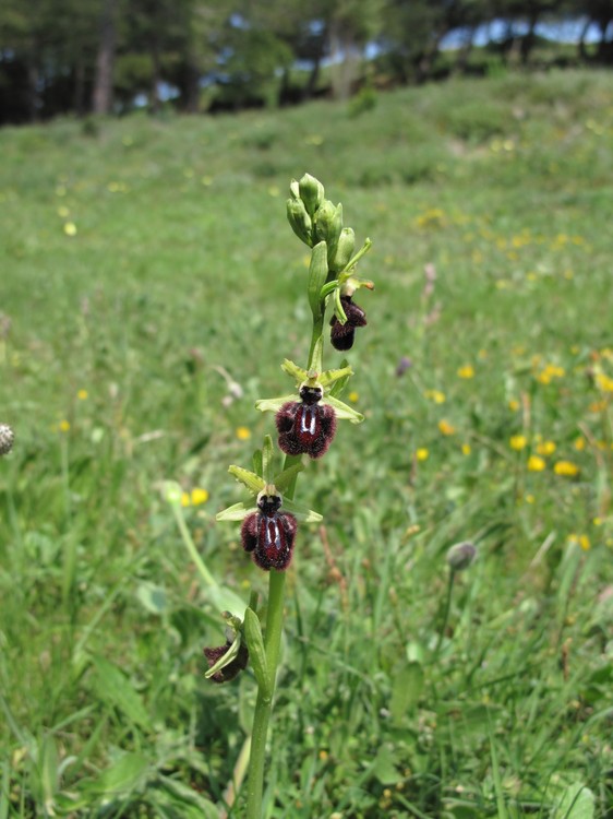 Ophrys incubacea