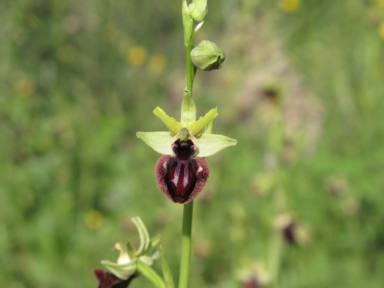 Ophrys incubacea
