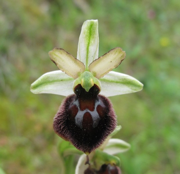 Ophrys panormitana