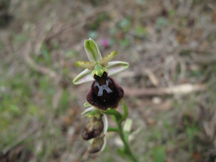 Ophrys panormitana