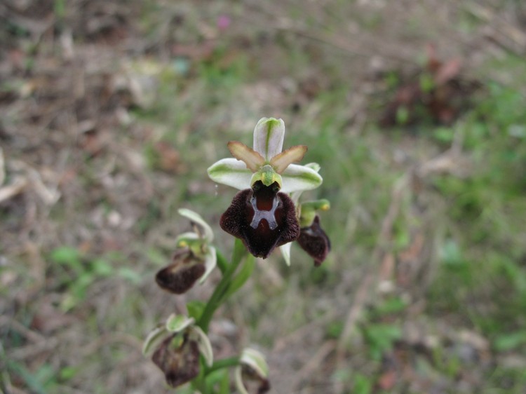 Ophrys panormitana