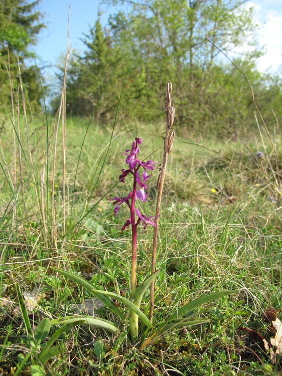 Orchis mascula