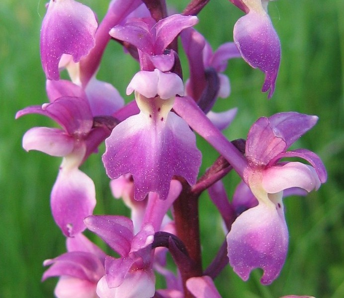 Orchis mascula