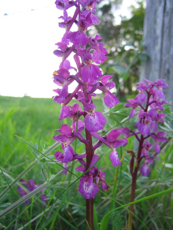 Orchis mascula