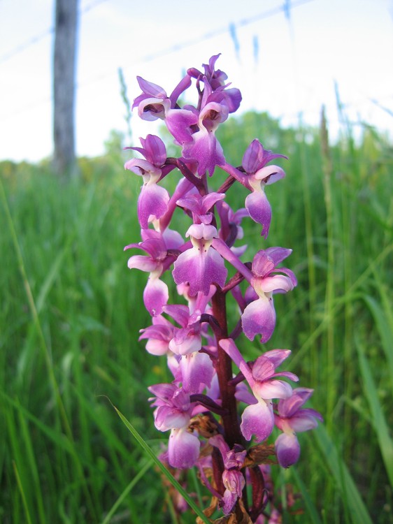 Orchis mascula