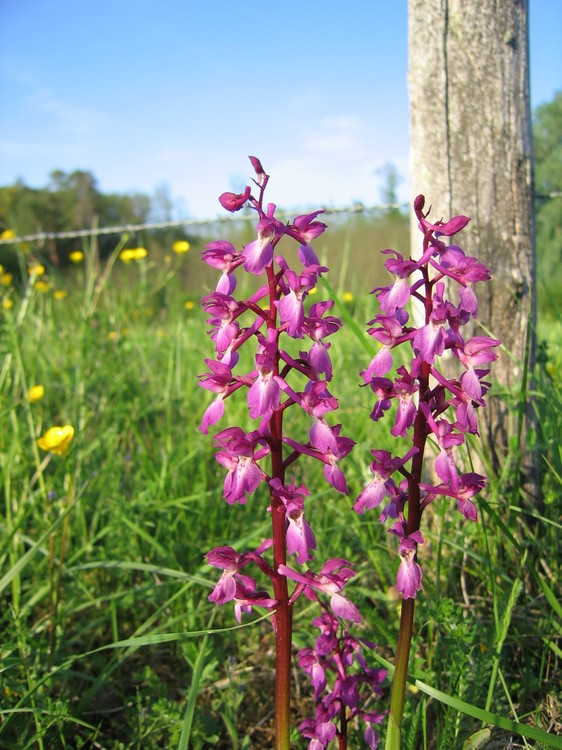 Orchis mascula