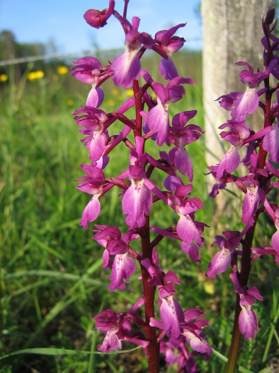 Orchis mascula