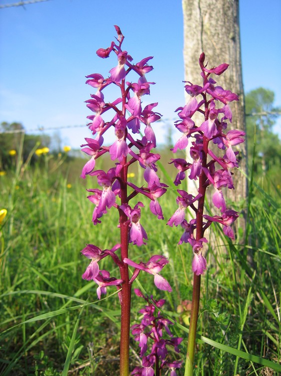 Orchis mascula