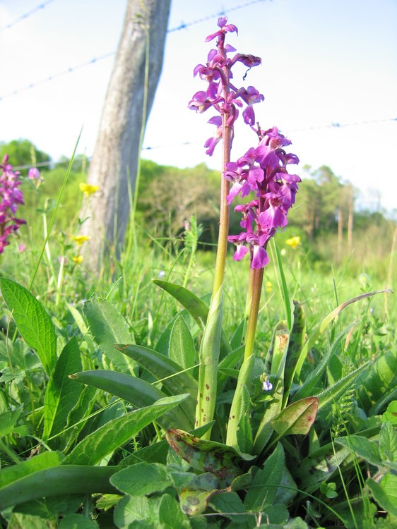 Orchis mascula