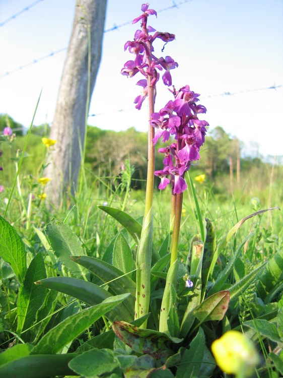 Orchis mascula