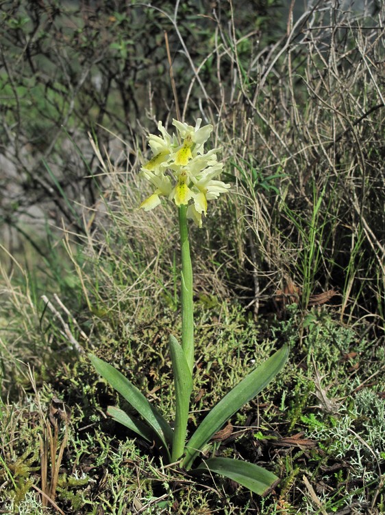 Orchis pauciflora