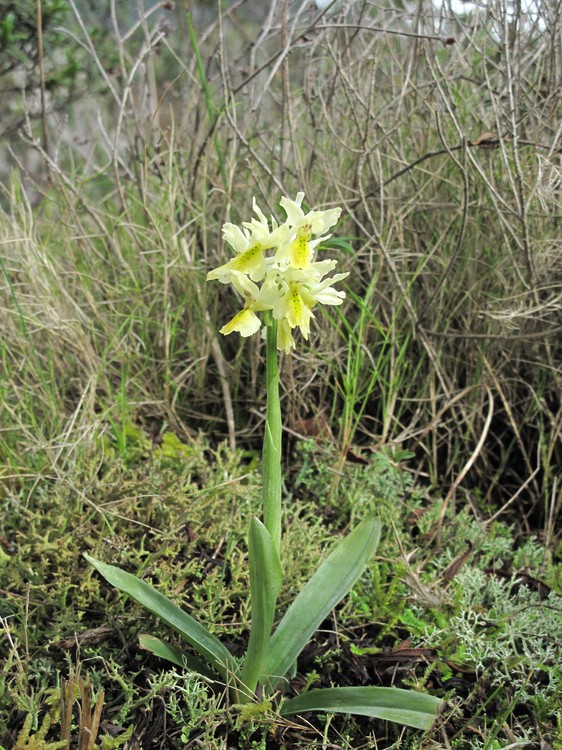 Orchis pauciflora