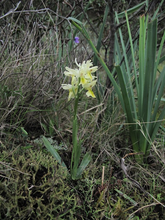 Orchis pauciflora