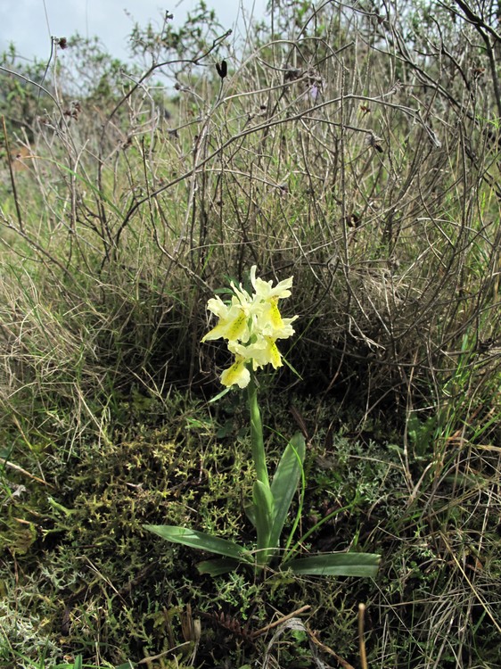 Orchis pauciflora