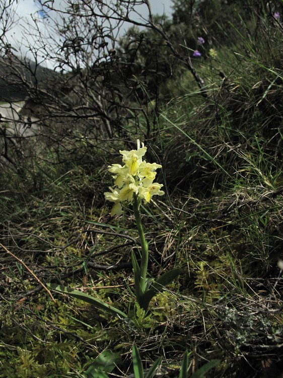 Orchis pauciflora