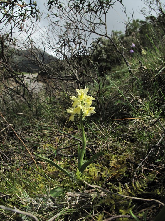 Orchis pauciflora