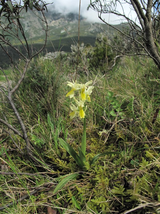 Orchis pauciflora