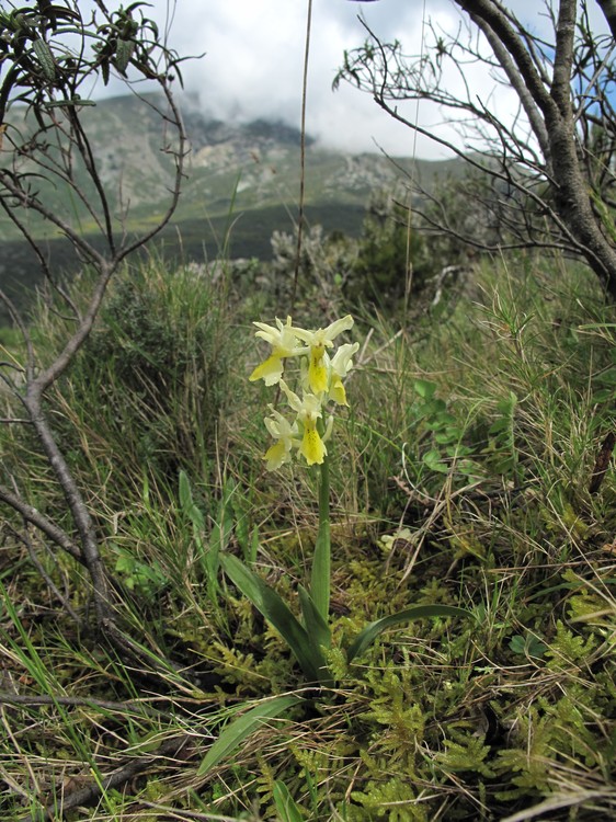 Orchis pauciflora