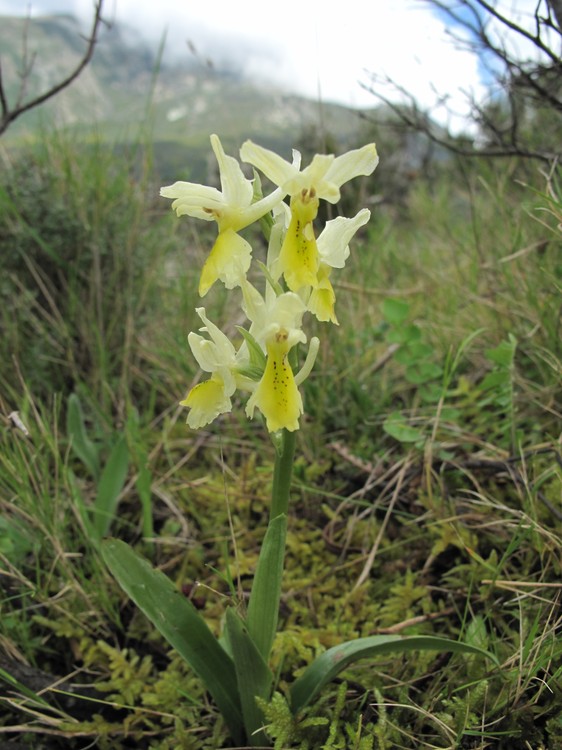 Orchis pauciflora