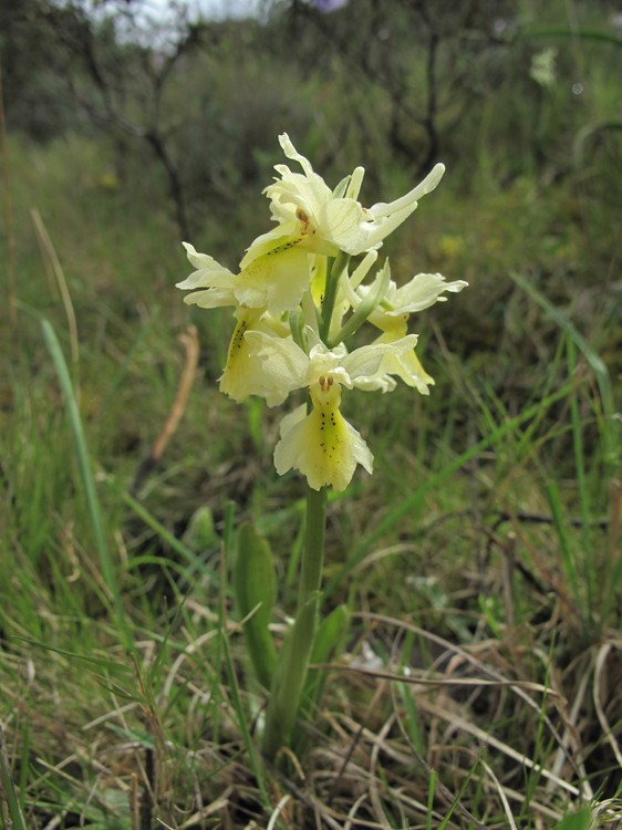 Orchis pauciflora