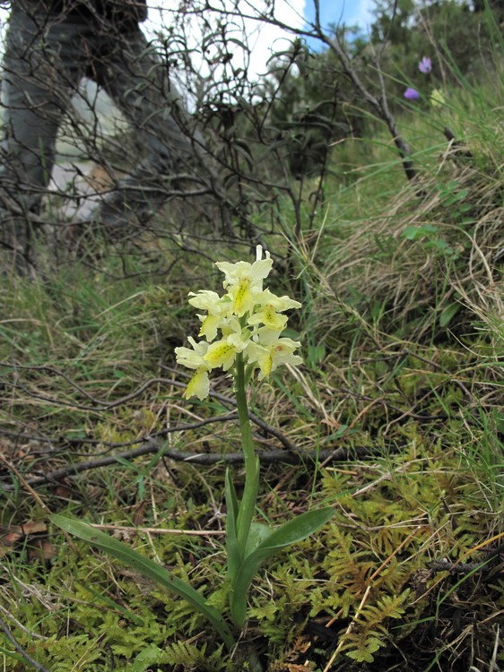 Orchis pauciflora