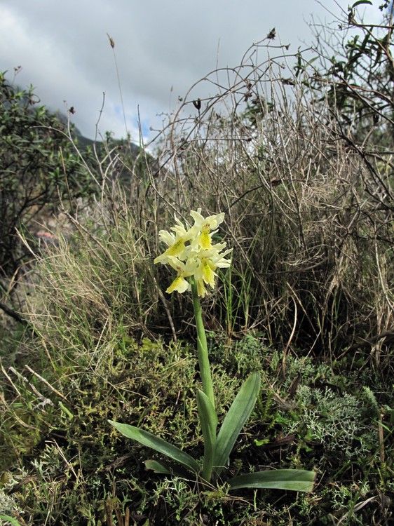 Orchis pauciflora