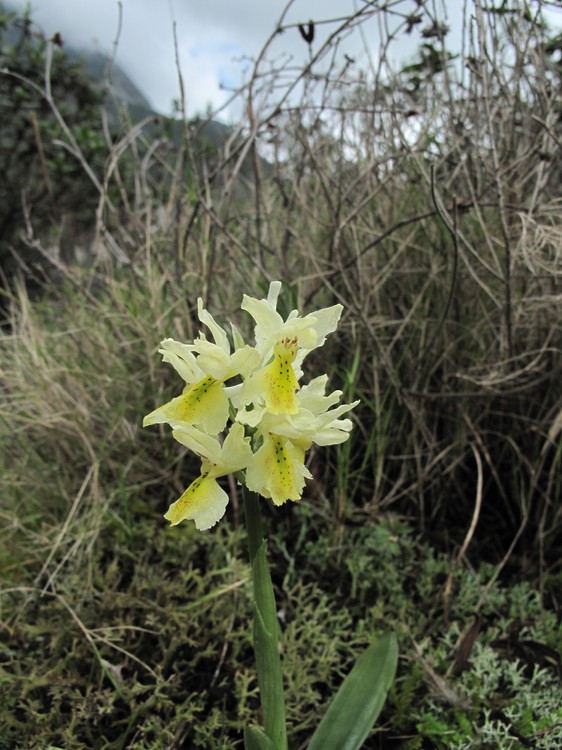 Orchis pauciflora