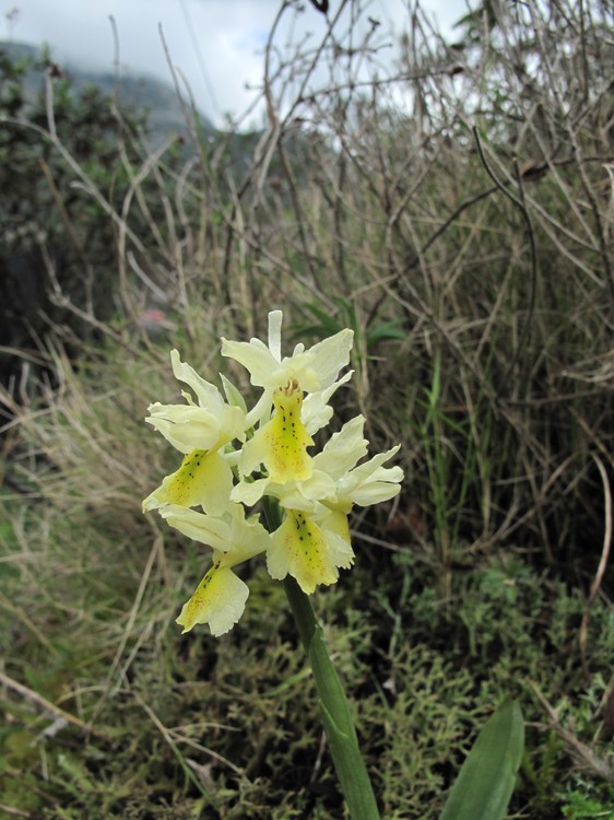 Orchis pauciflora