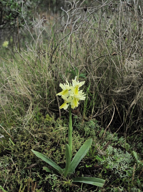 Orchis pauciflora