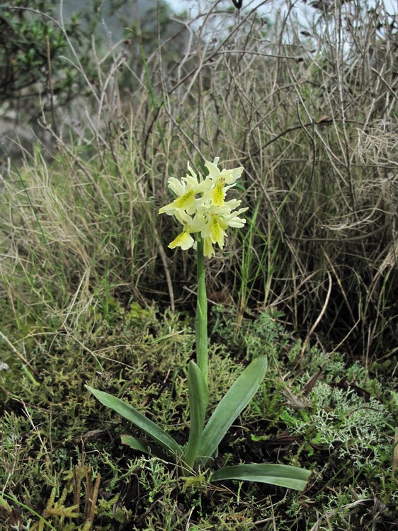 Orchis pauciflora