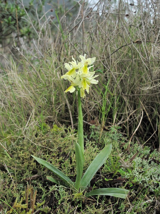 Orchis pauciflora