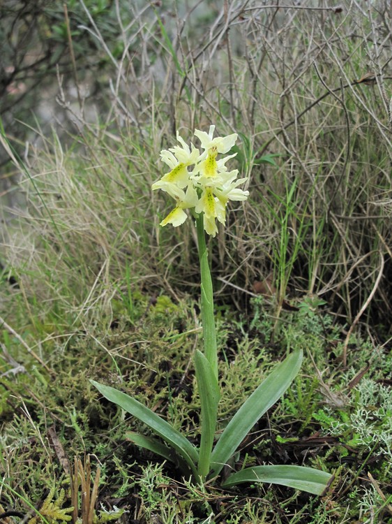 Orchis pauciflora