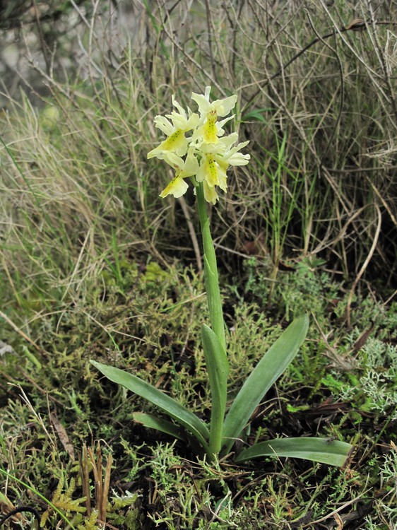 Orchis pauciflora