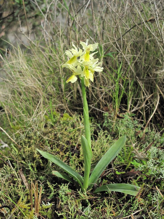 Orchis pauciflora