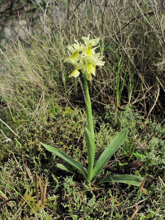 Orchis pauciflora