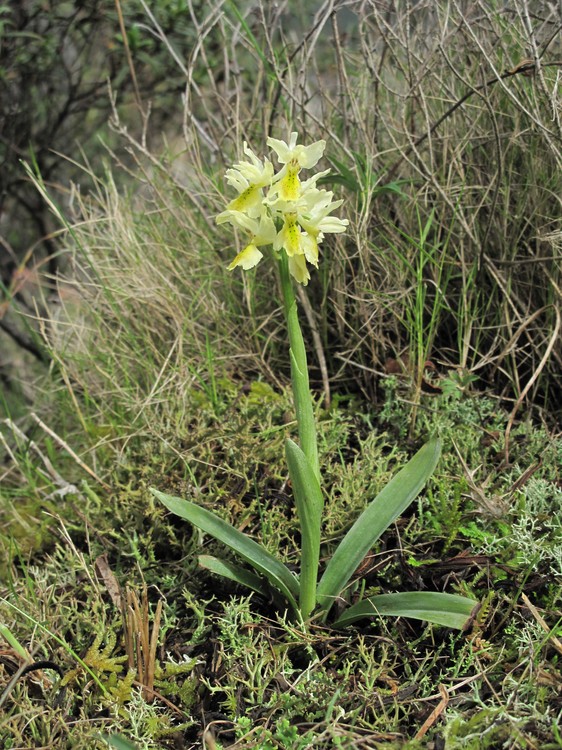 Orchis pauciflora