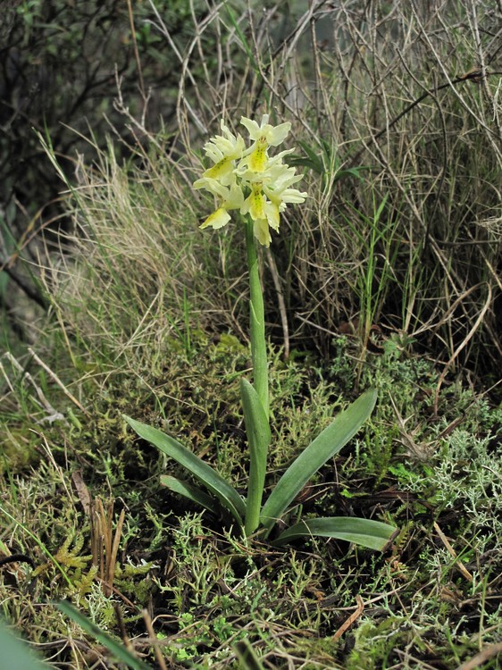 Orchis pauciflora