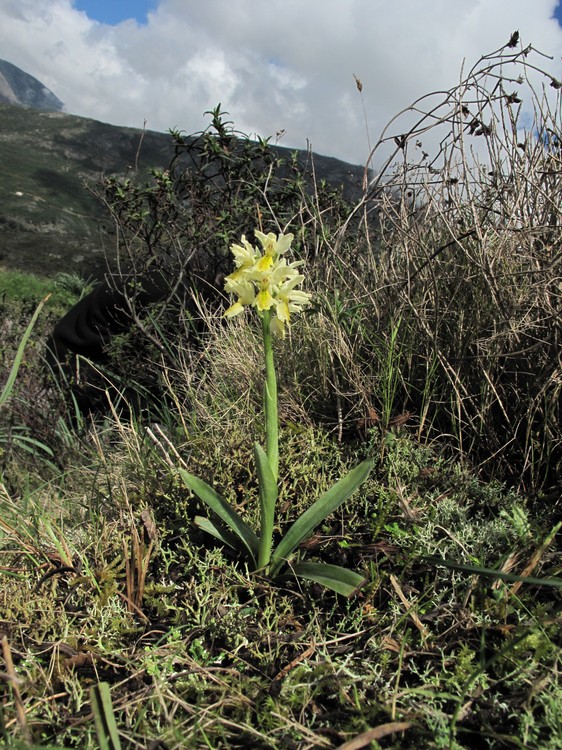 Orchis pauciflora