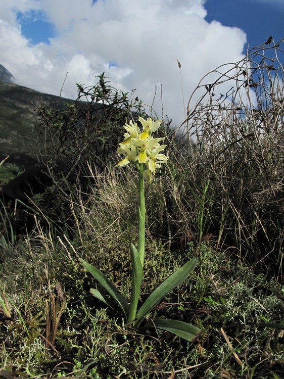 Orchis pauciflora