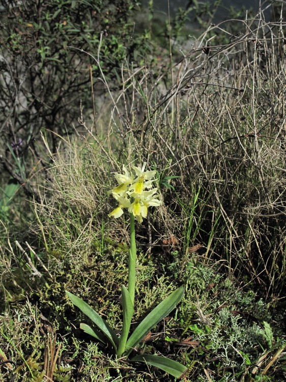 Orchis pauciflora
