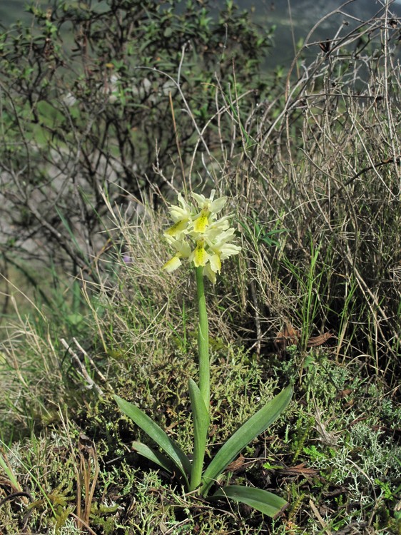 Orchis pauciflora
